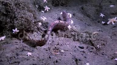 白海海底的鳗鱼、鳕鱼和星鱼在海底蠕动.